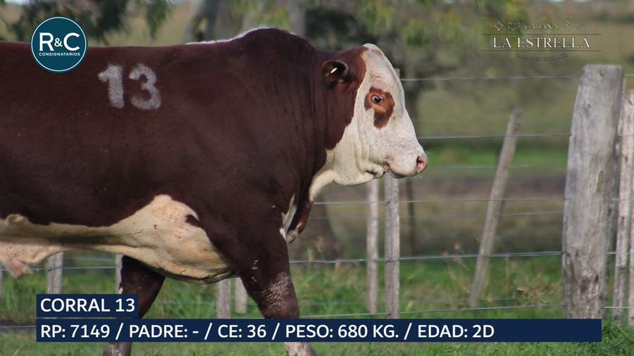 Lote Toro Braford