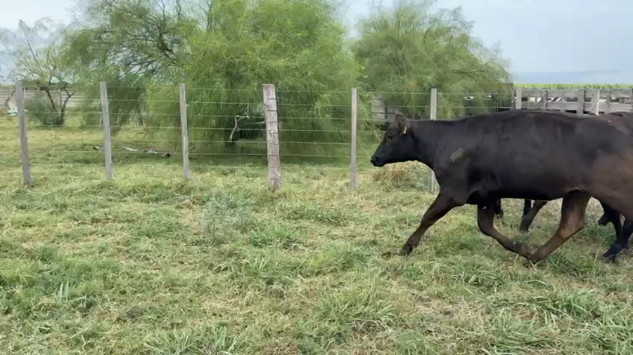 Lote VAQUILLONAS 1 a 2 AÑOS