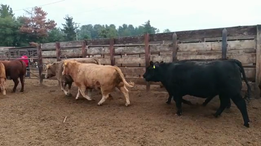 Lote 20 Vaquilla Gorda en Los Ángeles, VIII Región Biobío