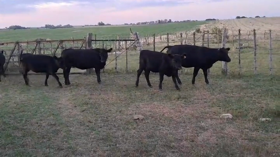 Lote TERNERAS