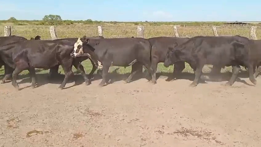 Lote 120 Novillitos en Corrientes, Curuzu Cuatia