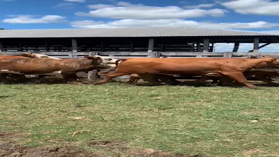 Lote 37 Vaquillonas C/ gtia de preñez