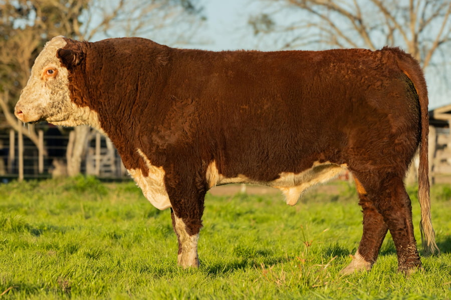 Lote Hereford