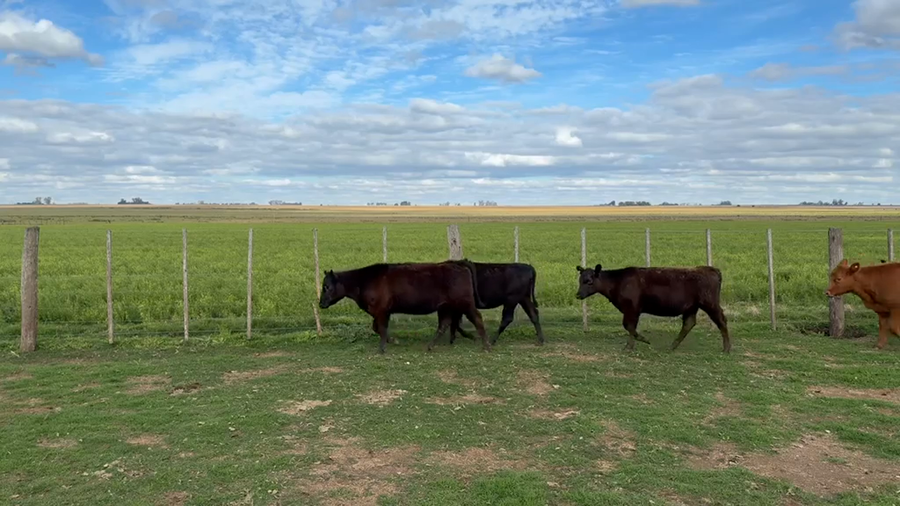Lote 56 Terneras en Camilo Aldao, Córdoba