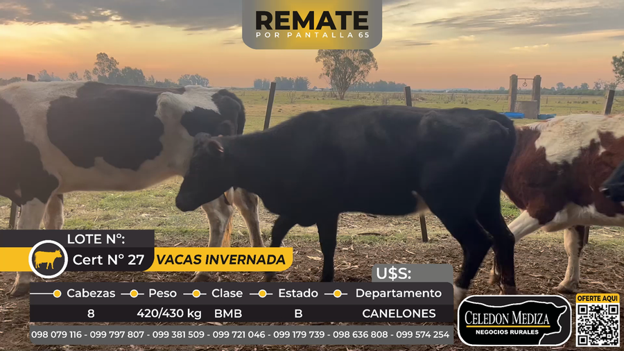 Lote 8 Vacas de Invernada en Canelones