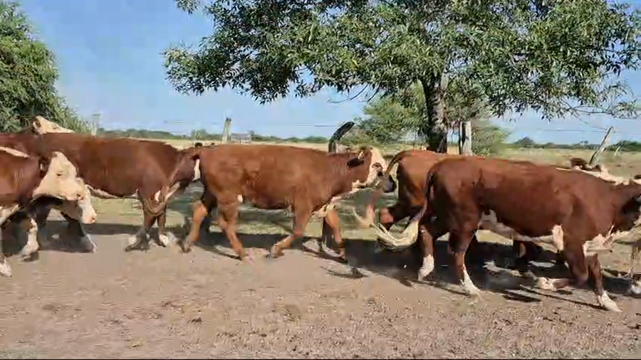 Lote 62 Novillitos y vaquillonas en Corrientes, Curuzú-Cuatiá
