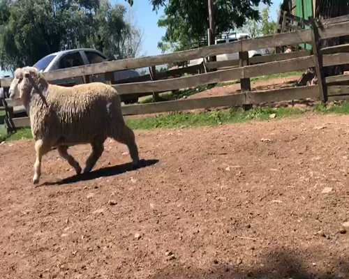 Lote Borrego Puro de Origen 2dts Planteleros