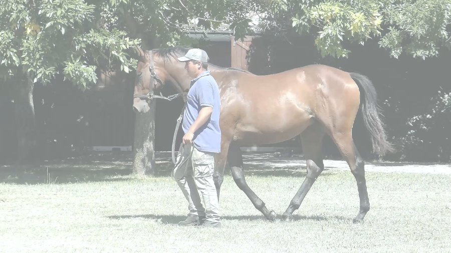 Lote ESMERALDA RIDE (RERIDE -  PURA BELLEZA)