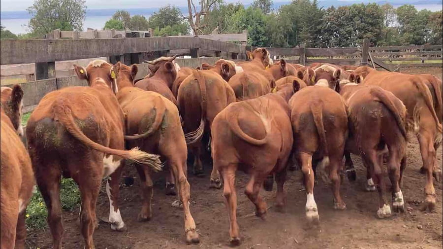 Lote 24 Novillo Engorda en La Unión, XIV Región Los Ríos