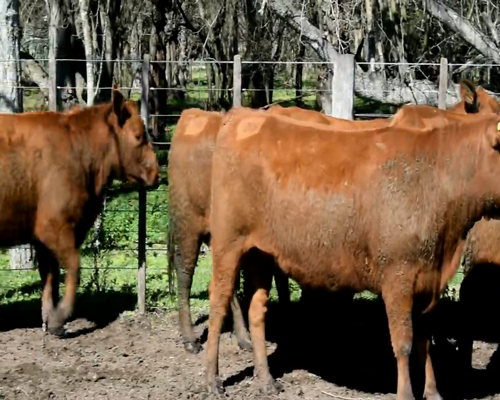 Lote VAQUILLONAS ANGUS COL.INSEMINADA MAS