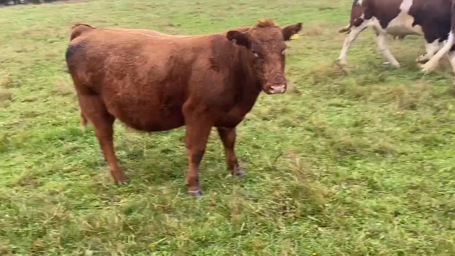 Lote 19 Novillo Gordo en Purranque, X Región Los Lagos