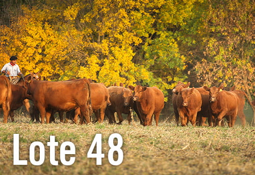 Lote 4 VACAS PREÑADAS PURAS DE PEDIGREE