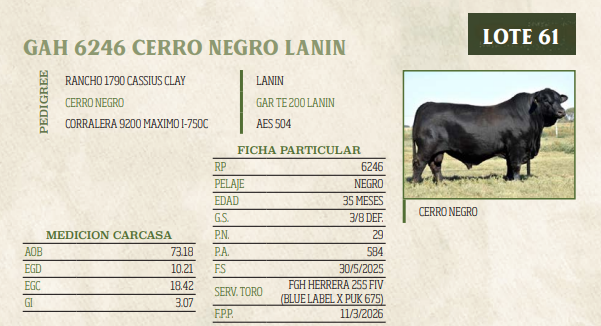 Lote LOTE 61