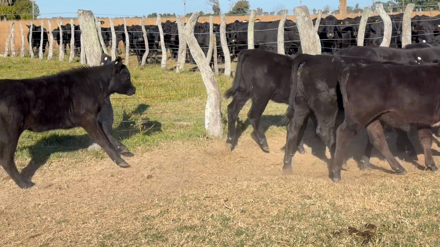 Lote 40 Terneros/as