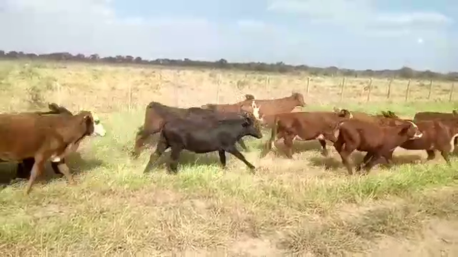 Lote 150 Terneras en Las Lomitas, Formosa