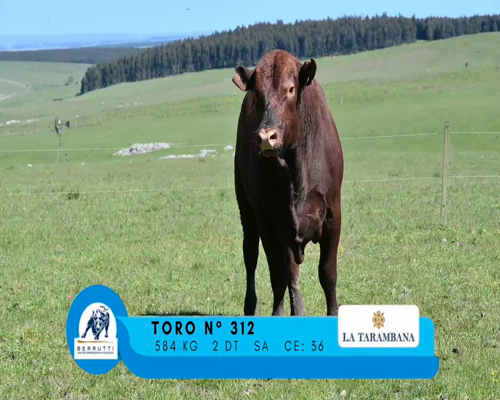 Lote TORO 312