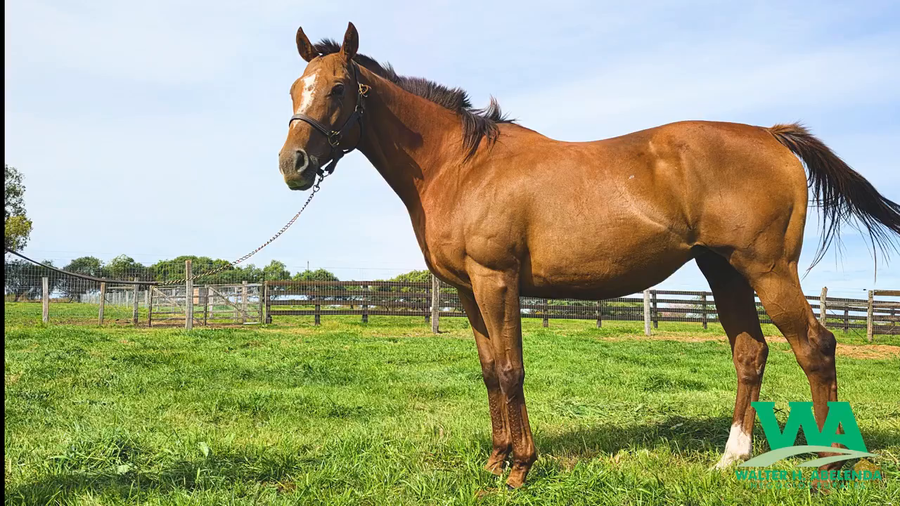 Lote ITALIA (Brz)