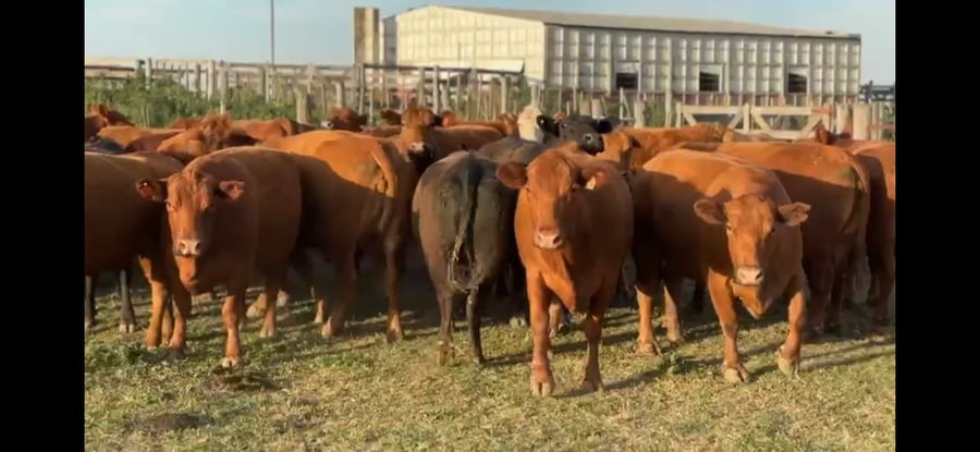 Lote 33 Vacas c/ garantia de preñez en Pozo del Molle, Córdoba