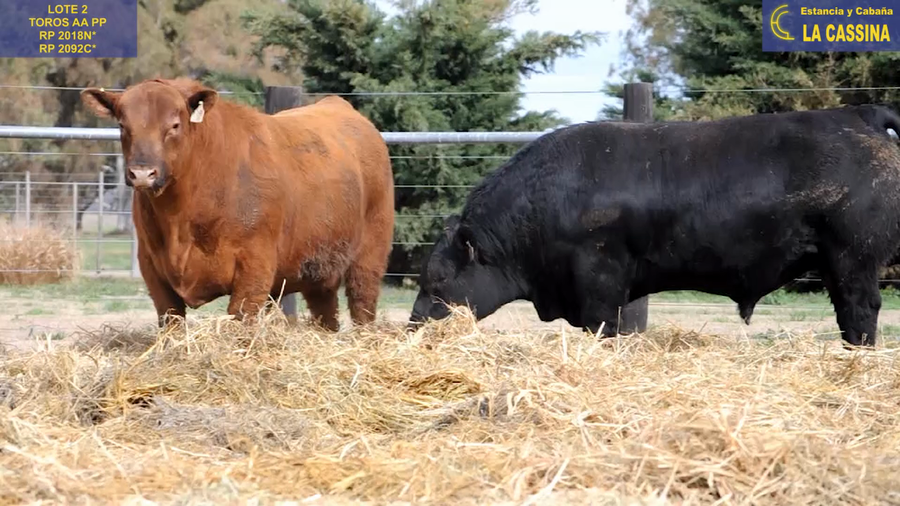 Lote TOROS ANGUS PUROS DE PEDIGREE
