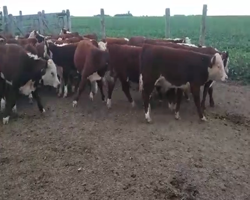 Lote 70 Terneros en Chascomús, Buenos Aires