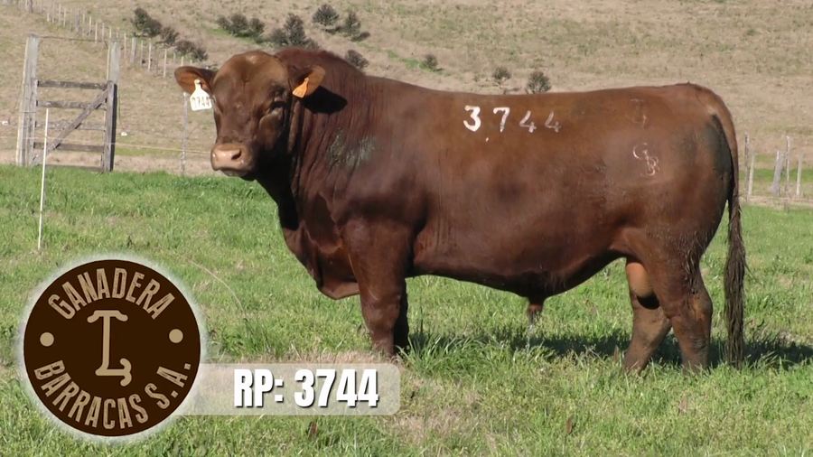 Lote (Vendido)Toros a remate en Ganadera Barracas S.A en Caraguata