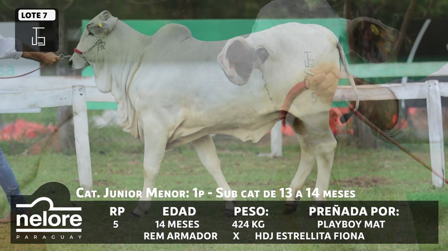 Lote LOTE 7 - BOZAL