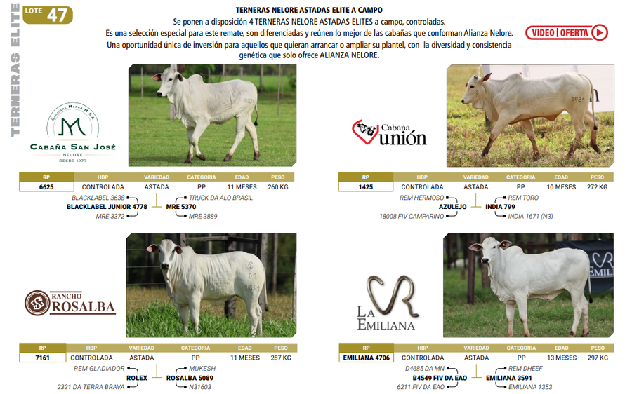 Lote LOTE 47