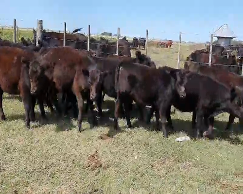 Lote 22 Terneras en Tandil, Buenos Aires