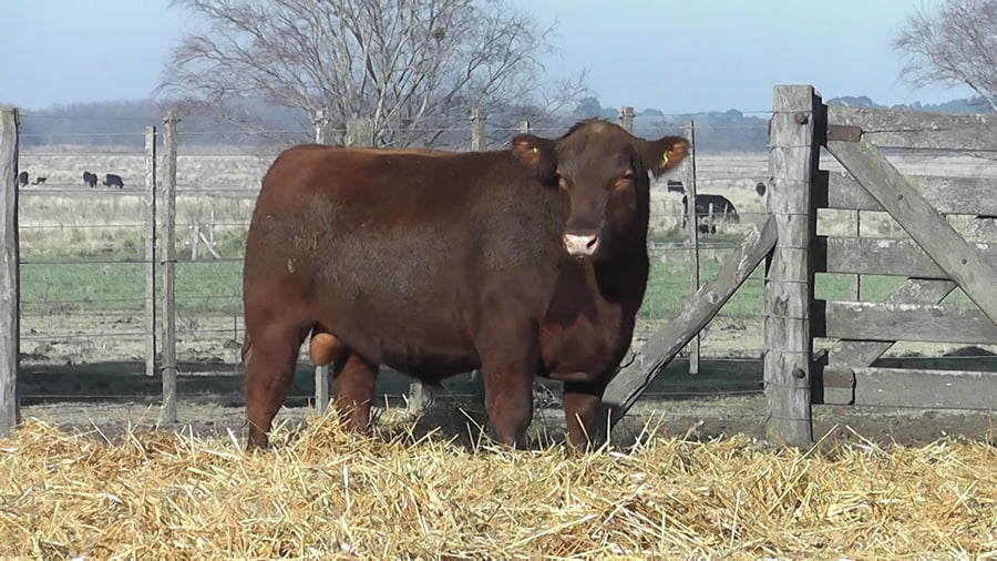 Lote TOROS PUROS POR CRUZA