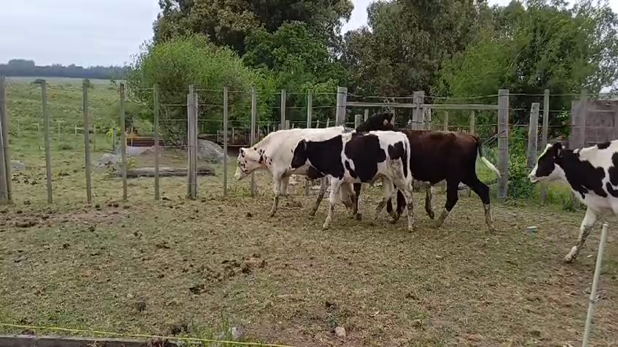 Lote (Vendido)14 Terneros Holando HOLANDO a remate en #50 Pantalla Carmelo 150kg -  en EL SAUCE