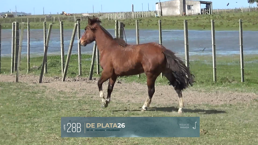 Lote Yeguarizos a remate en Criollos, Montevideo