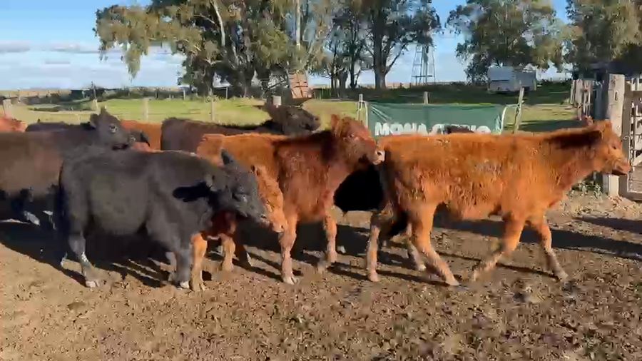 Lote 65 Terneros en Azul