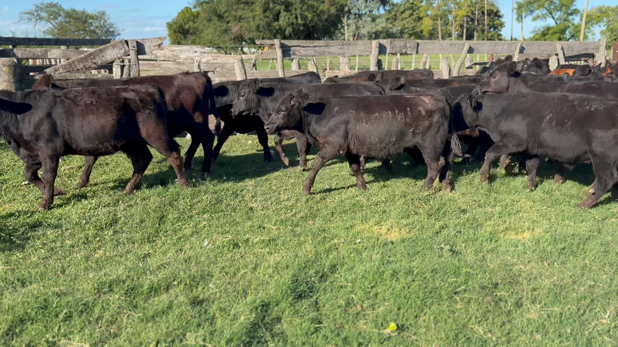 Lote 76 Terneros/as en Entre Ríos, Villa Clara