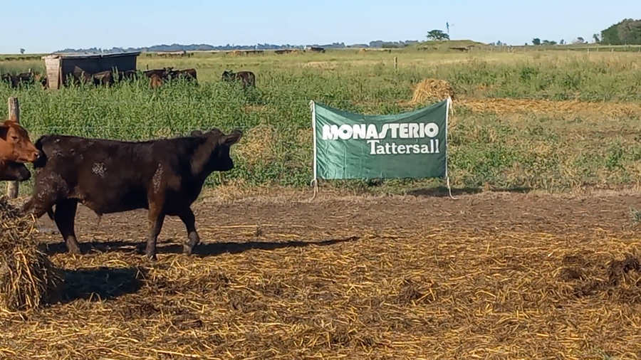 Lote 75 Terneros en Pirovano