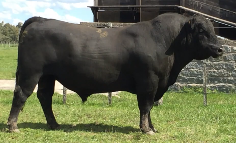 Lote Toros a remate en Cabaña Rebenque , Florida