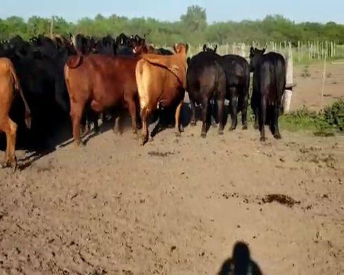 Lote 30 Vacas  en Entre Ríos, Villaguay