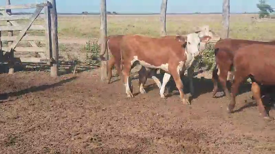 Lote 110 Terneros en Vilelas, Santiago del Estero