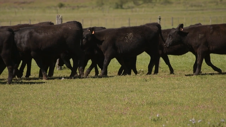 Lote 14 Vaquillonas negras