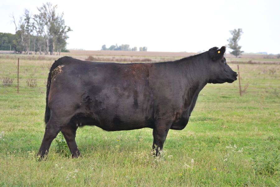Lote EMBRIONES G942 Cinderella con Heredero
