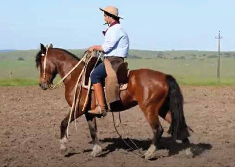 Lote El Gavilán Naranja Mecánica (RP 450) Cabaña "El Gavilán"