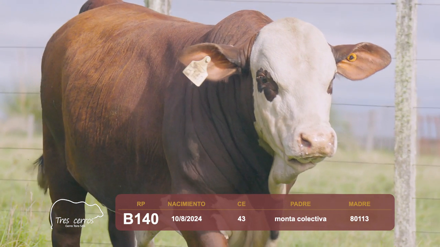 Lote RP B140