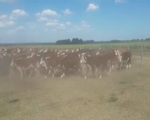 Lote 75 Terneras de invernada