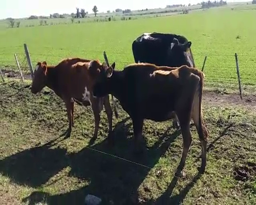 Lote 3 Vacas de Invernada a remate en Pantalla Carmelo 400kg -  en SANTA ROSA