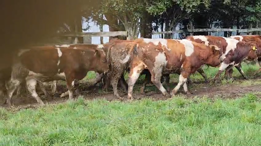 Lote 21 Ternero en Ancud, X Región Los Lagos