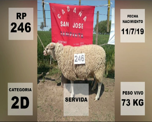 Lote LOTE 5 - 1 HEMBRA PAMPINTA RP 246