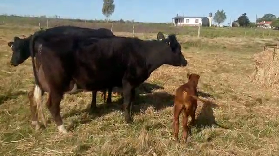 Lote 2 Vaquillonas 1 a 2 años KIWI a remate en REMATE POR PANTALLA 400kg - , San José