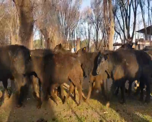 Lote 40 Terneros en Gral. Lamadrid, Buenos Aires