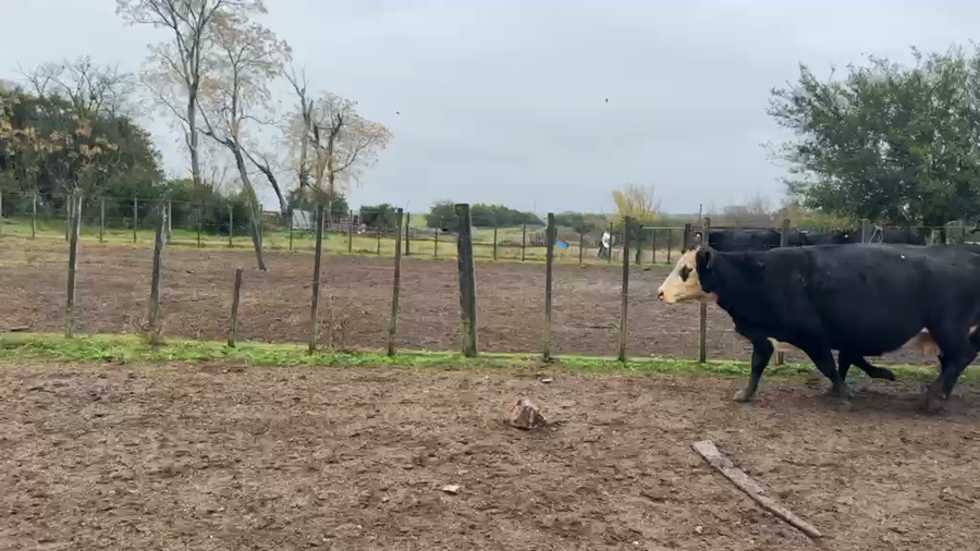 Lote VACAS PREÑADAS