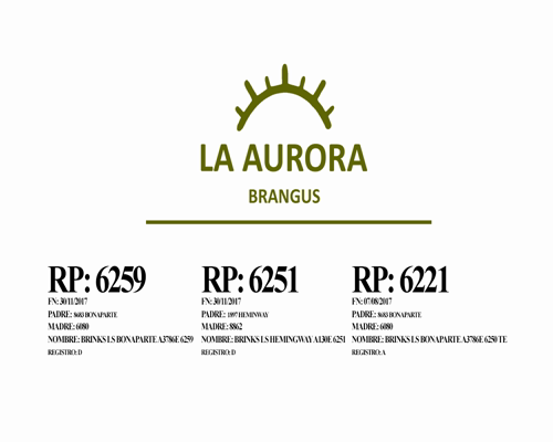 Lote Toro Cabaña LA AURORA