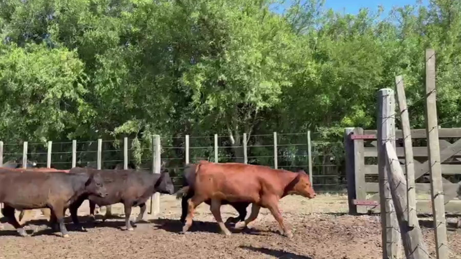 Lote 72 TERNS. MACHOS, RANCHOS, PCIA. BS. AS.